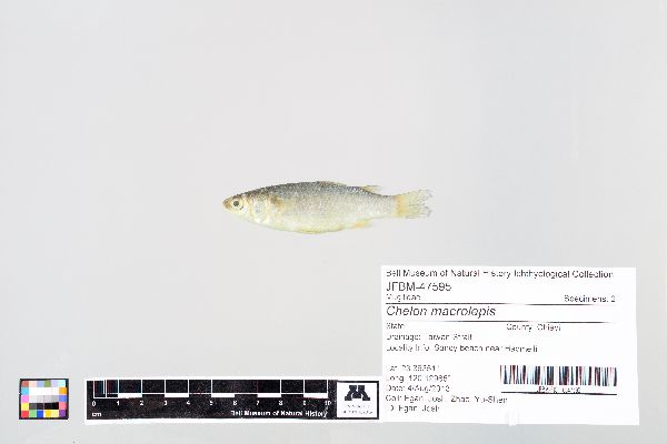 Chelon macrolepis image