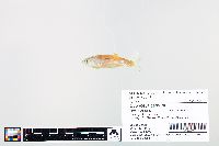 Cyprinella camura image