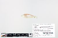 Cyprinella camura image