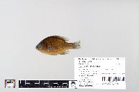 Lepomis gibbosus image