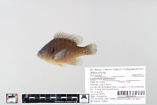 Lepomis gibbosus image