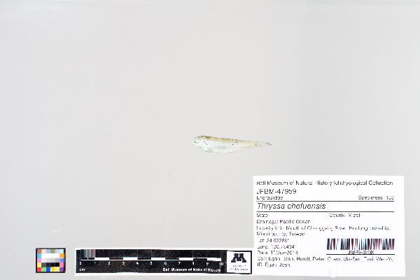 Thryssa chefuensis image