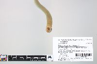 Ichthyomyzon unicuspis image