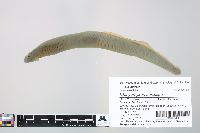 Image of Ichthyomyzon unicuspis