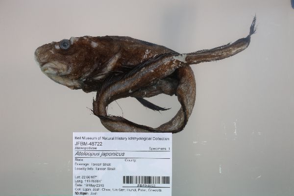 Ateleopus image