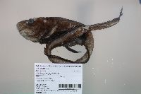 Image of Ateleopus japonicus