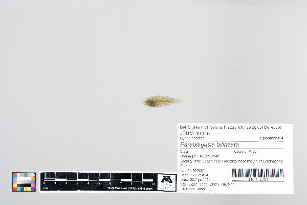 Paraplagusia bilineata image