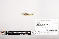 Image of Phenacobius mirabilis