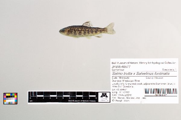 Salmo trutta x Salvelinus fontinalis image