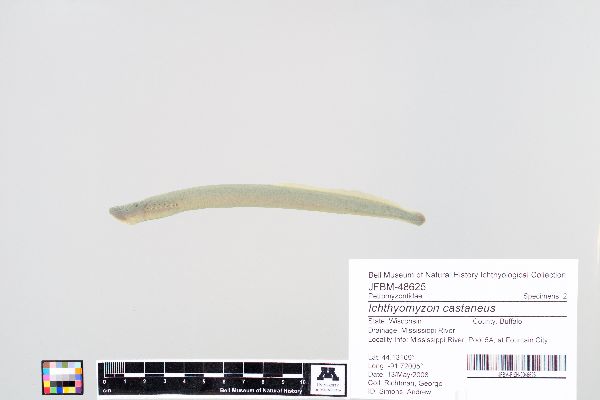 Ichthyomyzon castaneus image