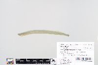 Image of Ichthyomyzon castaneus