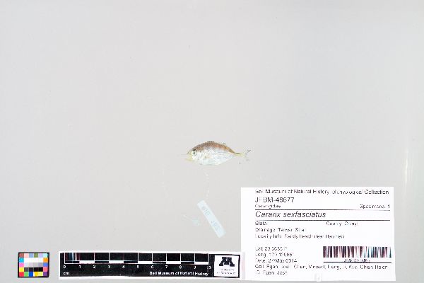 Caranx sexfasciatus image