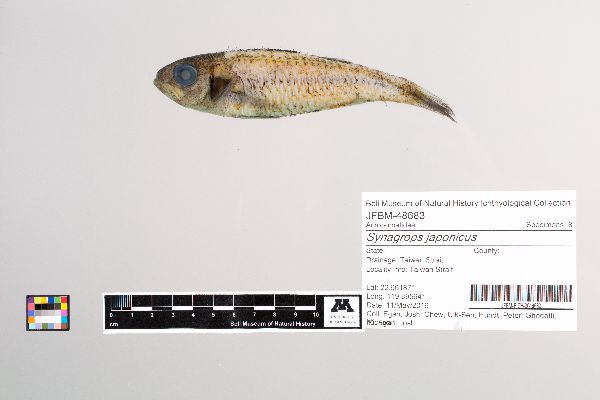 Synagrops japonicus image