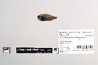 Aulotrachichthys prosthemius image