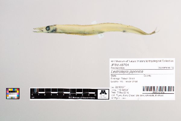 Lestrolepis japonica image