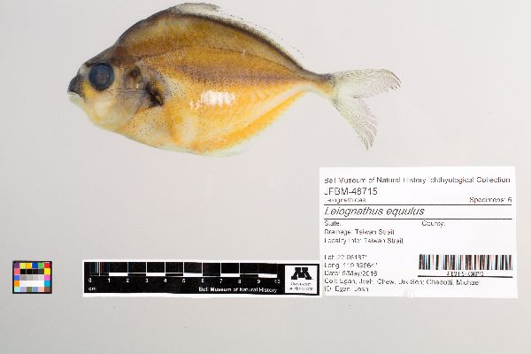 Leiognathus equulus image