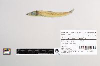 Image of Glossanodon semifasciatus