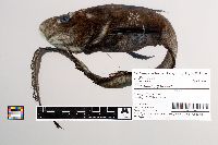 Ateleopus japonicus image