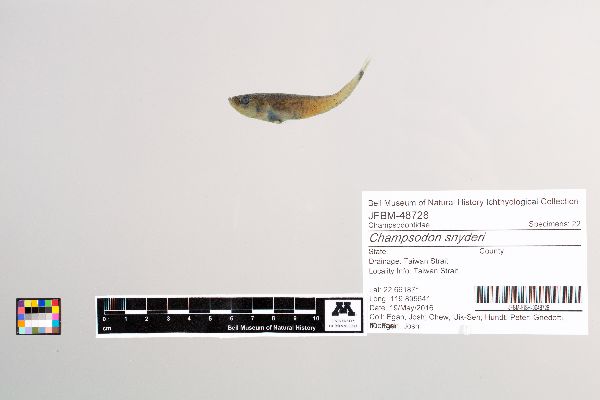 Champsodon snyderi image
