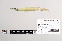 Lestrolepis japonica image