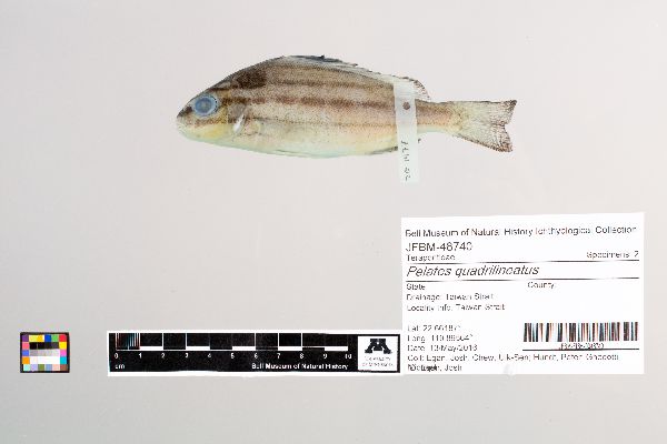 Pelates quadrilineatus image