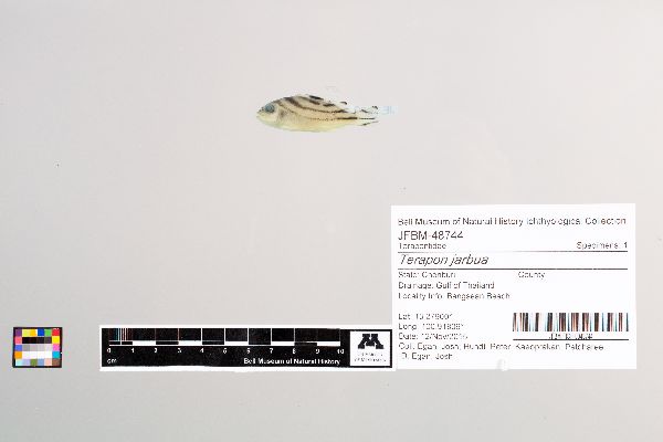 Terapon jarbua image