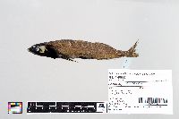 Image of Alepocephalus bicolor