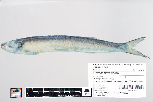 Chirocentrus dorab image