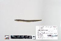 Image of Ichthyomyzon gagei