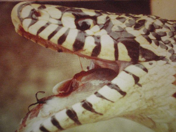 Pituophis image