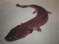 Image of Necturus maculosus