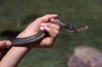 Image of Coluber constrictor