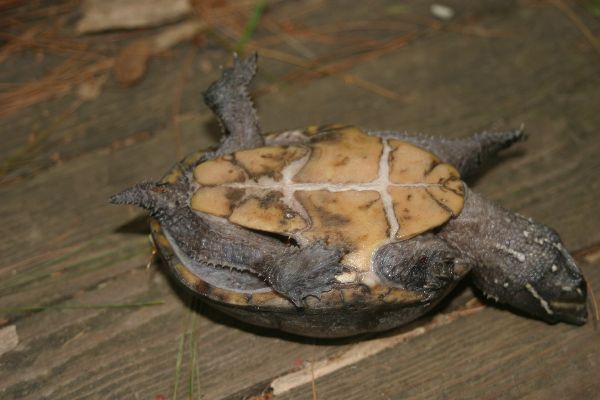 Kinosterninae image