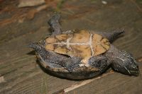Image of Sternotherus odoratus