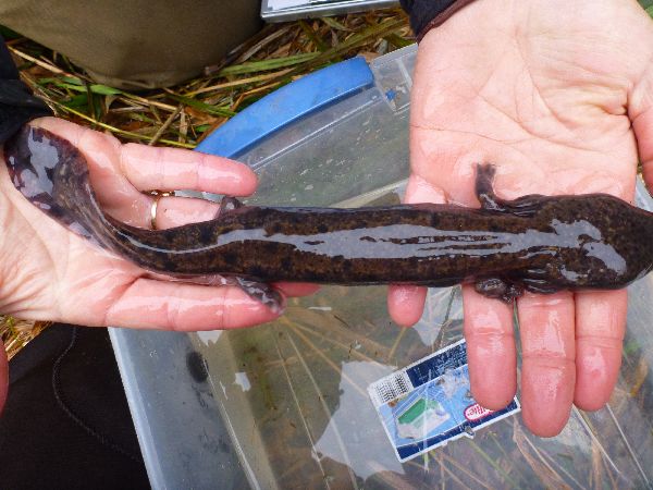 Necturus image
