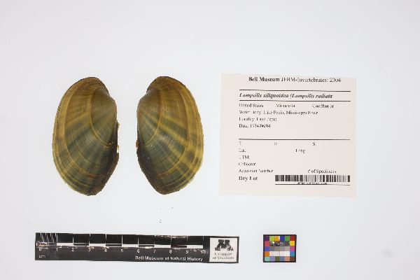 Lampsilis siliquoidea image