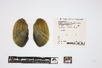 Image of Lampsilis siliquoidea