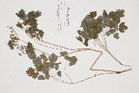 Thalictrum dioicum image