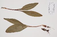 Image of Allium tricoccum