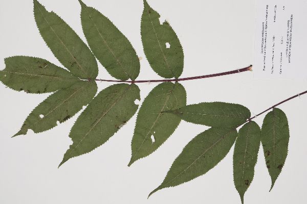 Adoxaceae image