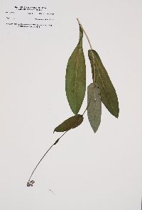 Image of Cynoglossum virginianum