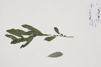 Salix humilis image