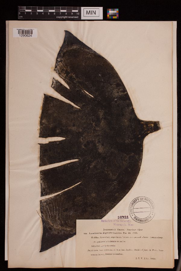 Laminaria digitata image