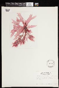 Image of Rhodophyllis centrocarpa