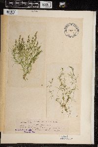 Chara fragilis image
