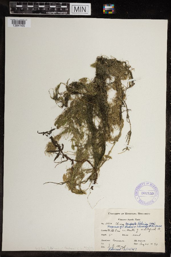 Chara compacta image
