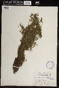 Chara vulgaris image