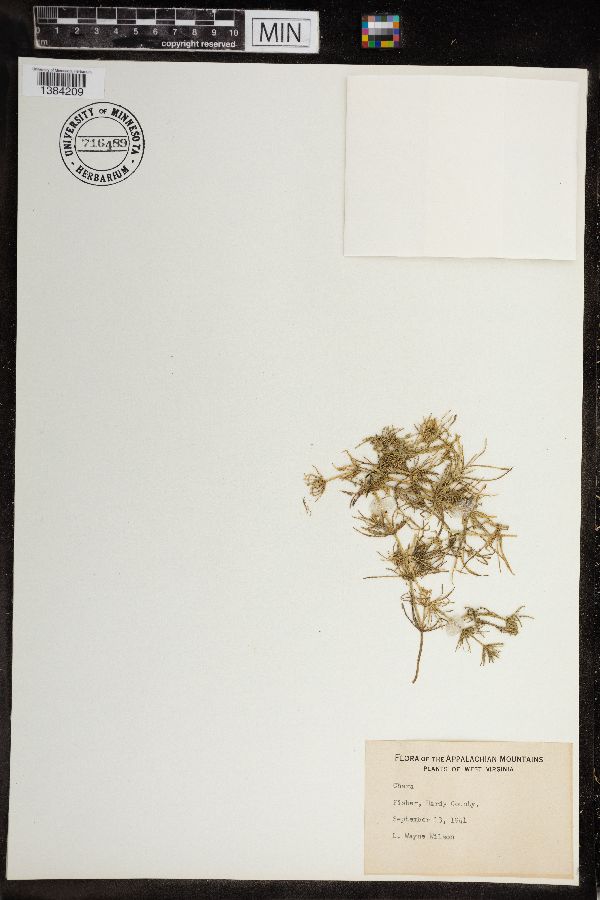 Chara haitensis image