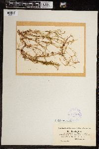 Chara fragilis image