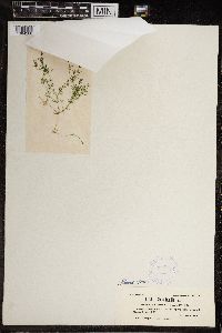 Chara fragilis image